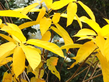 11���`12���@�C�k�r��